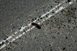 oruga gatea en el asfalto foto