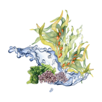 verde mar planta acuarela ilustración. agua ola, quelpo, laminaria, algas marinas mano dibujado. diseño elemento para paquete, etiqueta, publicidad, envase, marina recopilación. png