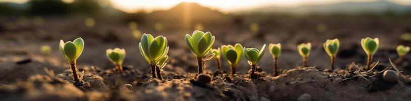 Row of Budding Sprouts Out of Moist Soil - . photo