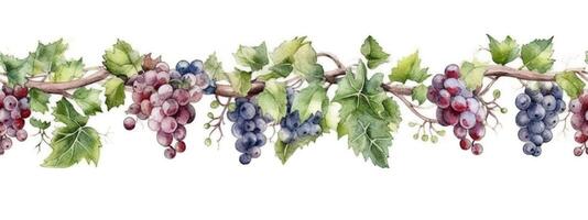 Seamless Tileable Watercolor Row of Fresh Grapes on the Vine on a White Background - . Seamlessly expandable on both ends to your desired length. photo