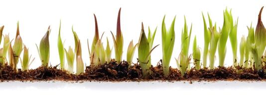 Seamless Tileable Cross Section Row of Budding Sprouts of New Growth Out of Soil on a White Background - . Seamlessly expandable on both ends to your desired length. photo