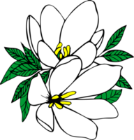 Strauß von zwei Weiß Magnolie Blumen mit Blätter Nein Hintergrund, isoliert Element png