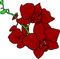 bouquet of three large red orchid flowers without background, isolated element png