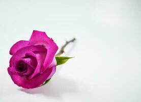 rose with stem and vase photo