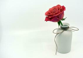 rose in a vase - still life photo