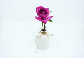 Single Pink Rose - Still Life photo