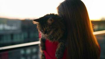 Woman circles a fluffy cat in her arms and presses it to her face. Love to the animals. Slow motion video