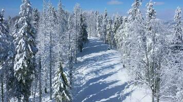 Top view of a fabulous winter forest in clear sunny day video