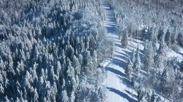 superiore Visualizza di un' favoloso inverno foresta nel chiaro soleggiato giorno video