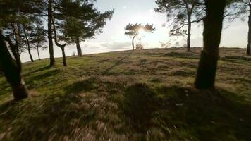 veloce e maneggevole volo al di sopra di il collina con bellissimo pino alberi. girato su fpv fuco video