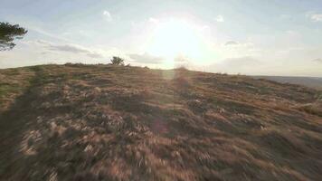 rápido y maniobrable vuelo terminado el colina con hermosa pino arboles filmado en fpv zumbido video