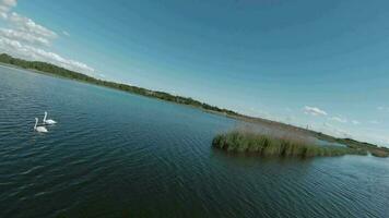 rápido y maniobrable vuelo terminado el lago con cañas filmado en fpv zumbido video