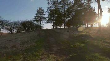 veloce e maneggevole volo al di sopra di il collina con bellissimo pino alberi. girato su fpv fuco video