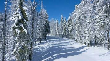 Top view of a fabulous winter forest in clear sunny day video