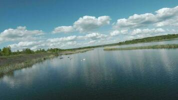 vite et maniable vol plus de le Lac avec roseaux. filmé sur fpv drone video