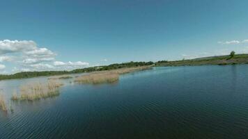 velozes e manobrável voar sobre a lago com juncos. filmado em fpv zangão video