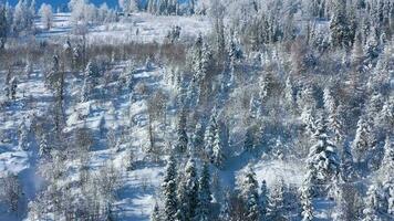 topp se av en fantastisk vinter- skog i klar solig dag video