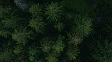 Top view of a beautiful summer forest on a mountainside in a clear sunny day. Ukraine, Carpathian Mountains video