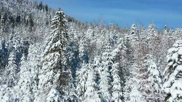 oben Aussicht von ein fabelhaft Winter Wald im klar sonnig Tag video