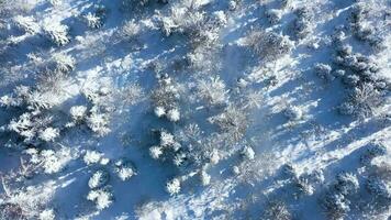 Top view of a fabulous winter forest in clear sunny day video