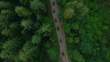 Top view of a beautiful summer forest on a mountainside in a clear sunny day. Ukraine, Carpathian Mountains video