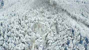 Haut vue de une fabuleux hiver forêt dans clair ensoleillé journée video