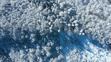 Top view of a fabulous winter forest in clear sunny day video