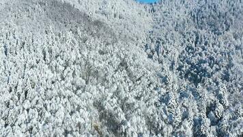 oben Aussicht von ein fabelhaft Winter Wald im klar sonnig Tag video