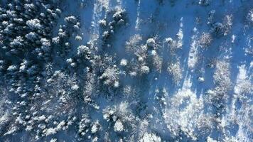 top visie van een fantastisch winter Woud in Doorzichtig zonnig dag video