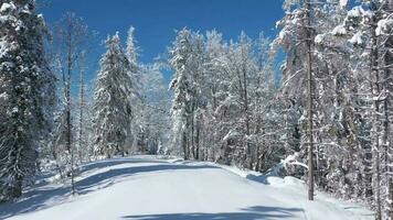 Top view of a fabulous winter forest in clear sunny day video