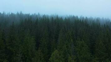 Haut vue de une magnifique été forêt sur une flanc de montagne dans une clair ensoleillé journée. Ukraine, Carpates montagnes video