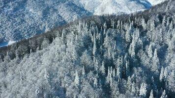 Haut vue de une fabuleux hiver forêt dans clair ensoleillé journée video