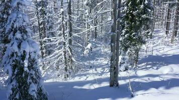 oben Aussicht von ein fabelhaft Winter Wald im klar sonnig Tag video