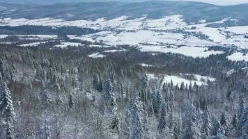 Top view of a fabulous winter forest in clear sunny day video