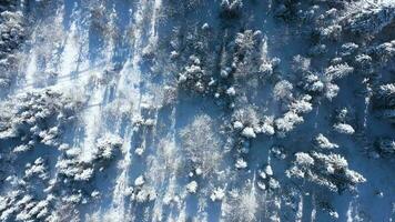 Top view of a fabulous winter forest in clear sunny day video