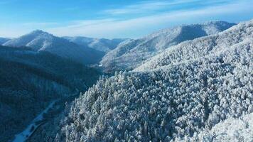 Top view of a fabulous winter forest in clear sunny day video