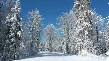 top visie van een fantastisch winter Woud in Doorzichtig zonnig dag video