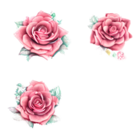 Watercolor vintage rose floral png