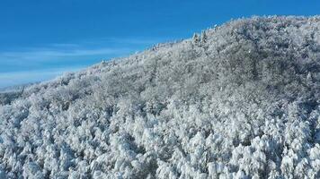 Top view of a fabulous winter forest in clear sunny day video