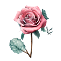 aquarelle ancien Rose floral généré ai png