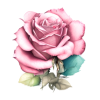 Watercolor vintage rose floral png