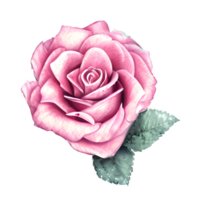 Watercolor vintage rose floral png