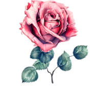 aguarela vintage rosa floral gerado ai png