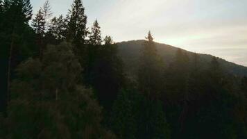 antenne visie van mystiek berg landschap. mist stijgt over- de berg hellingen video