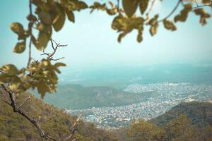 tree branches covering city photo