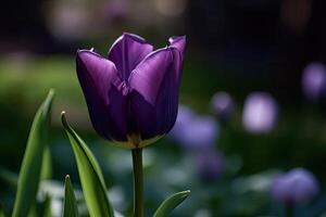 Beautiful purple tulip flower photo