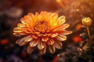 Beautiful gerbera flower with light exposure photo