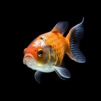 Portrait gold fish isolated on black photo