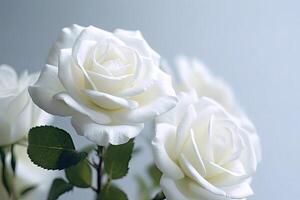 Portrait beautiful white rose flowers photo