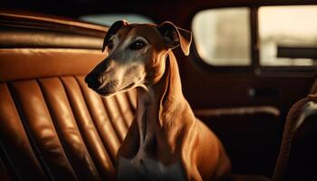 Cute terrier sitting in car, looking out window generated by AI photo